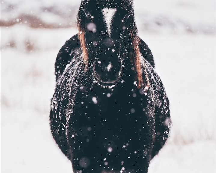 Does my horse need a rug in wintertime?