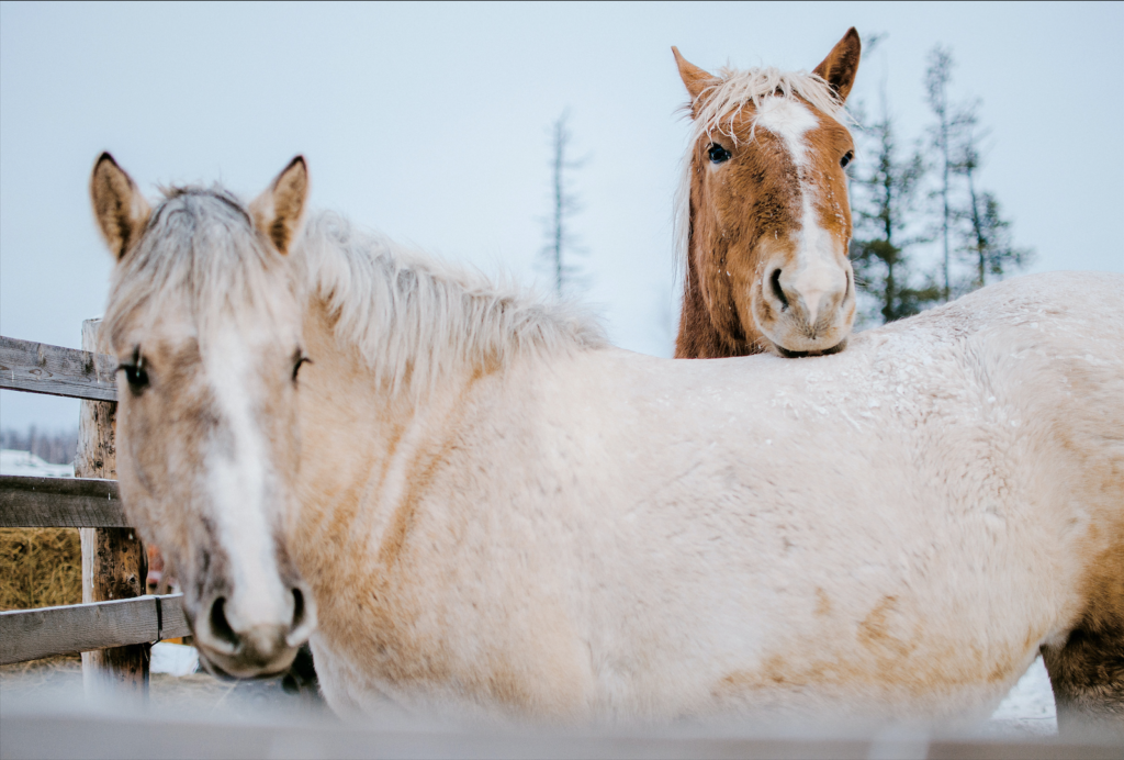 should-i-use-a-horse-rug-in-winter-can-i-over-rug-my-horse