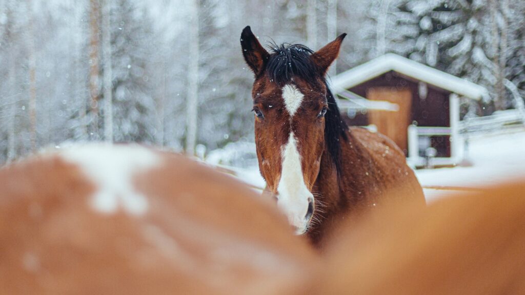 horses need a shed to be out 24/7